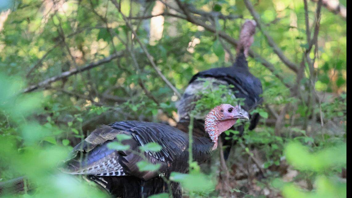 Wild Turkey Loose in NYC for Over a Year Everything to Know